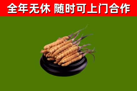 巢湖市烟酒回收冬虫夏草.jpg